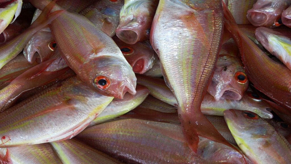 Buying and Storing Tile Fish