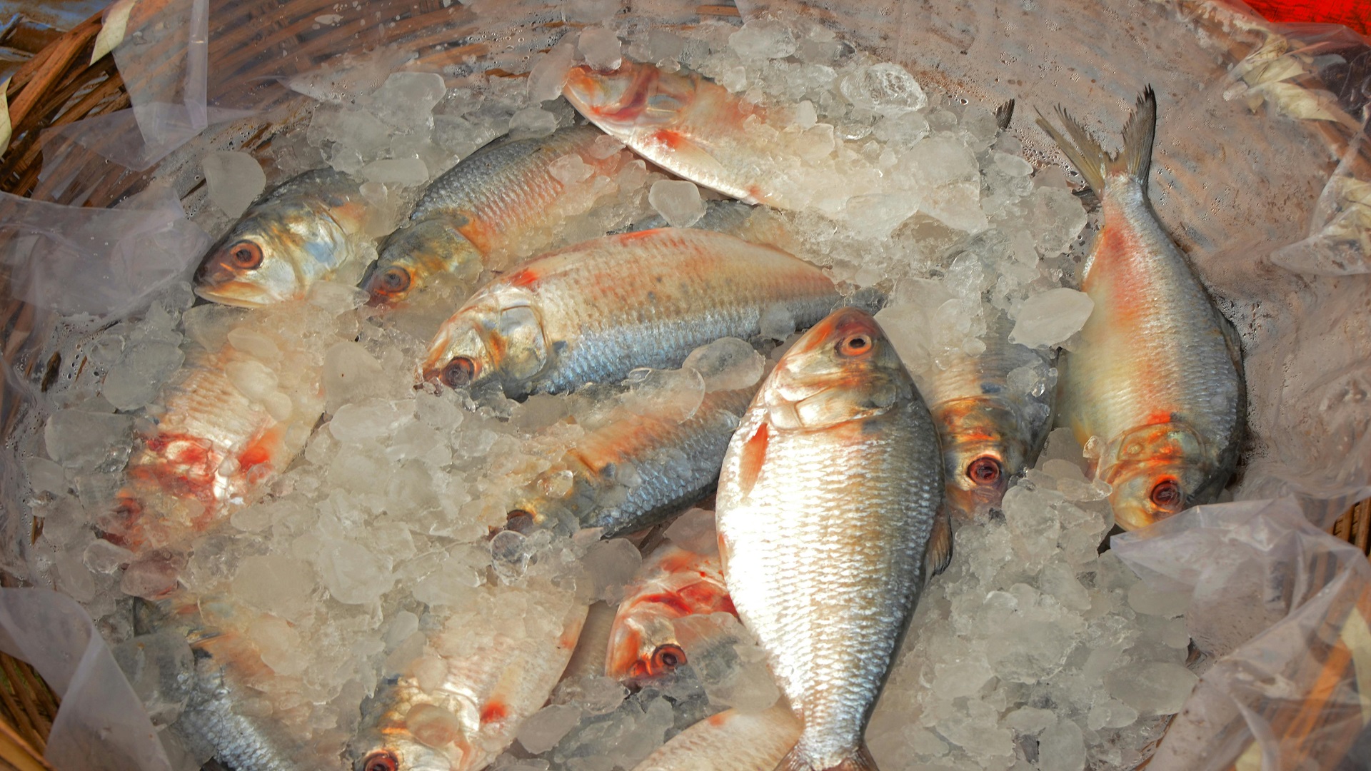 Tile Fish