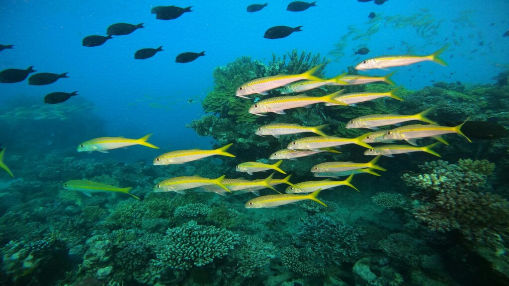 Tiles Fishs Habitat and Behavior